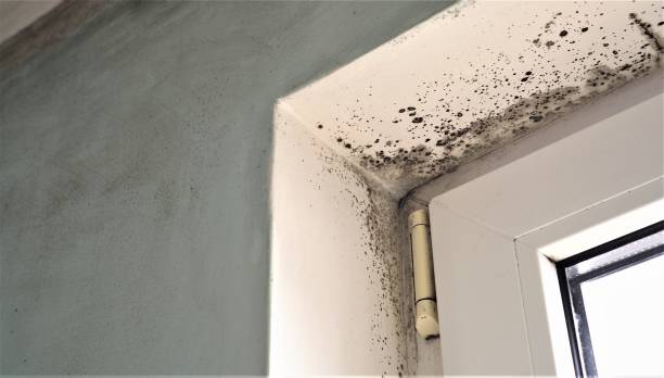 Best Mold Damage Restoration  in Sharpsburg, PA