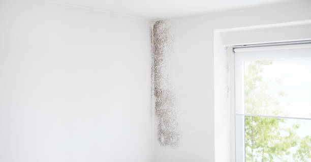 Sharpsburg, PA Mold Removal Company